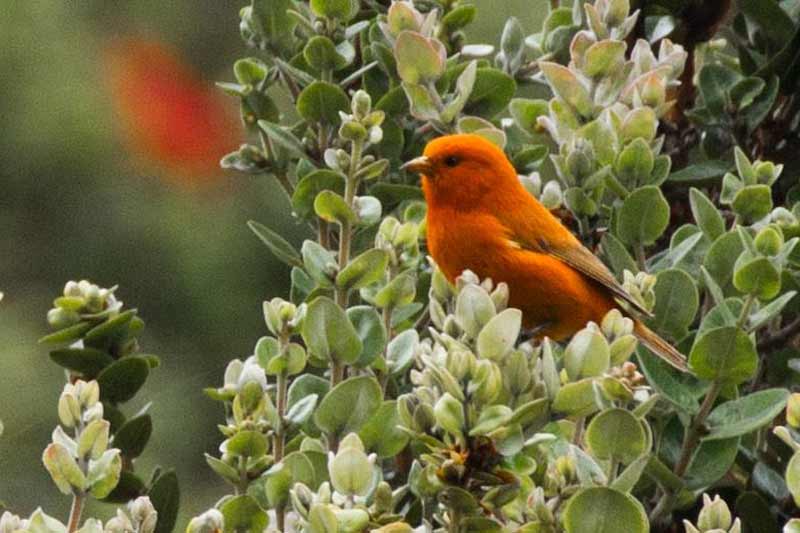 Big Island Birding Image