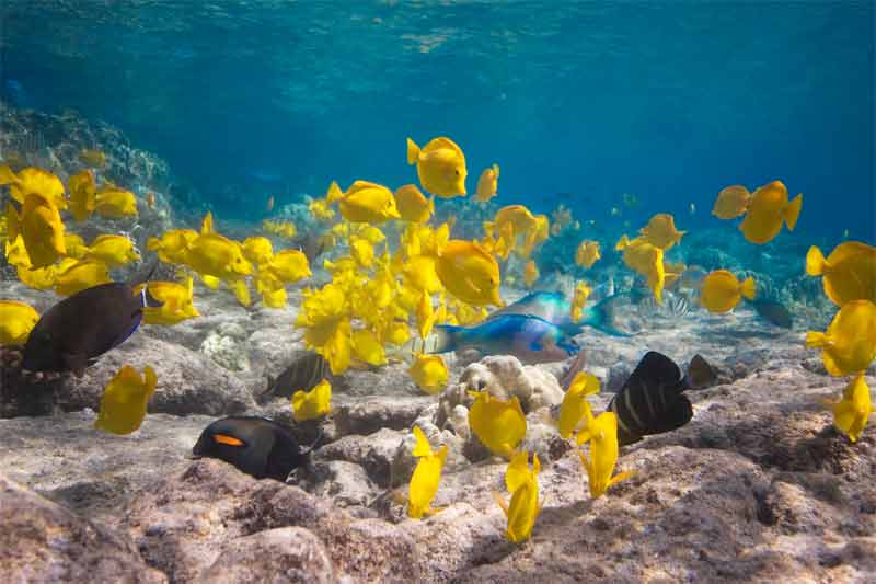 Big Island Snorkeling Image