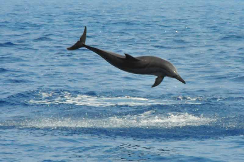 Sunlight on Water Dolphin Adventure Image