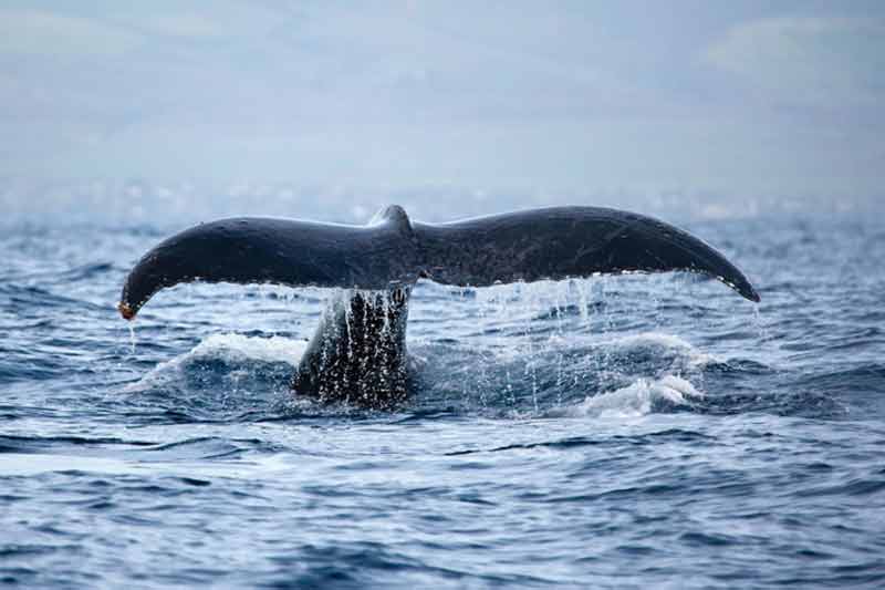Big Island Whale Watching Image
