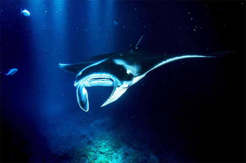 night manta ray