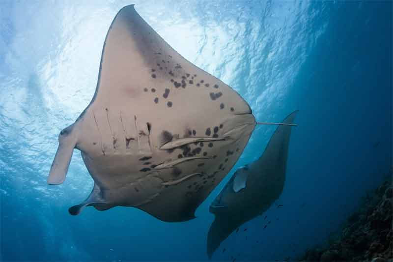 sea quest manta ray night snorkel