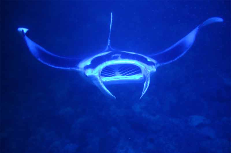 hawaii big island swim with manta rays