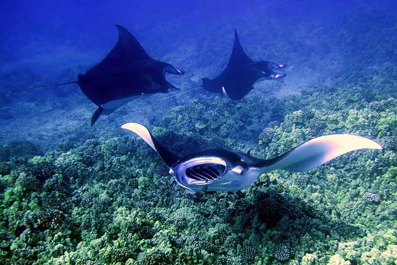 big island manta ray snorkel