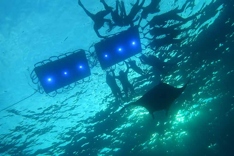 big island manta ray snorkel