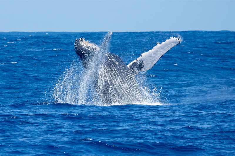 Kauai Whale Watching Image