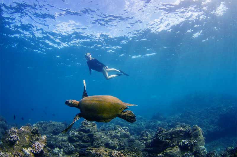 kauai niihau snorkel tour