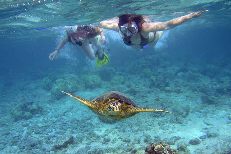 Maui Coastline Snorkel Image