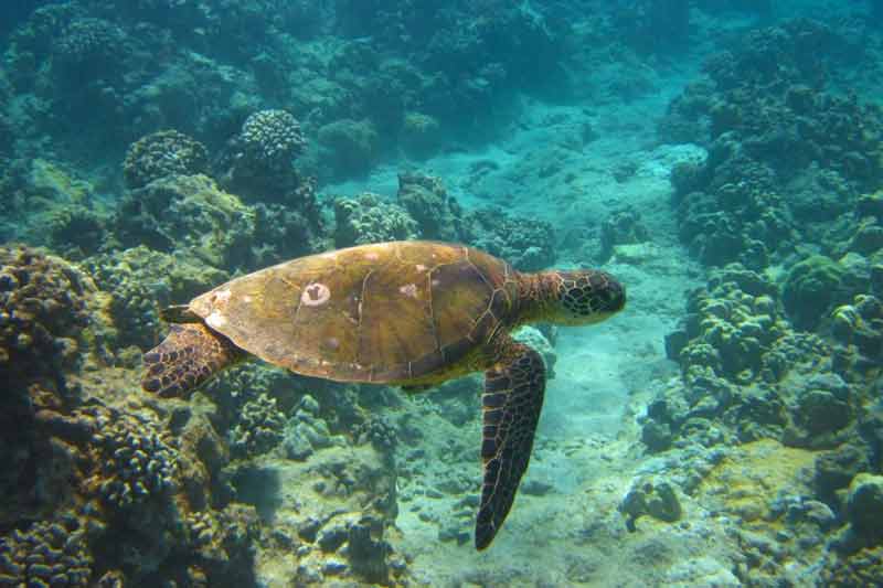 Waikiki Turtle Snorkel Sail Image