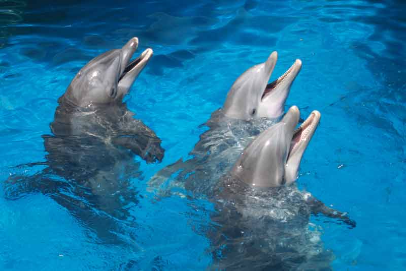 Get 25% off our dolphin & seal show tickets when you show your