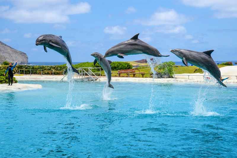 Groups Rates  Sea Life Park Hawaii