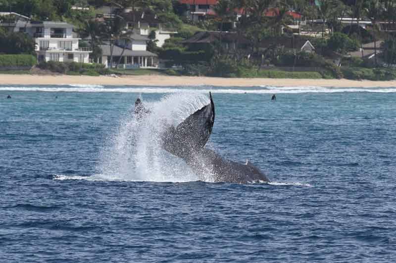 Oahu Whale Watching