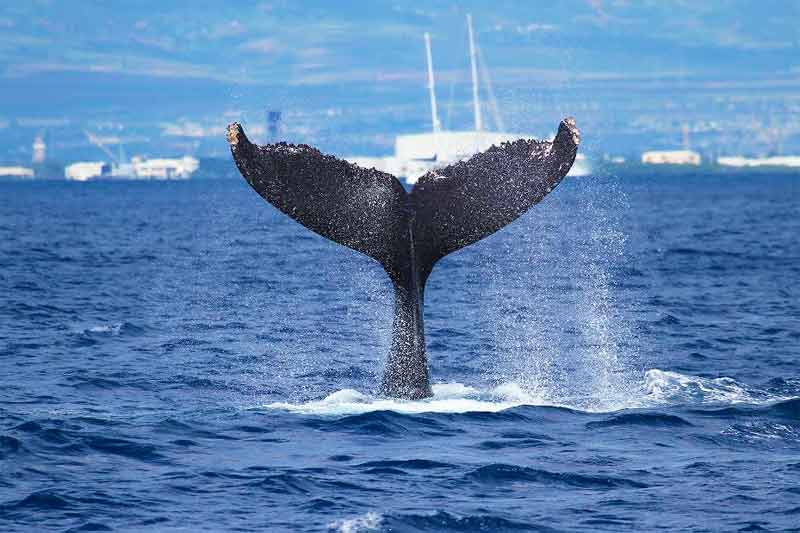 Oahu Whale Watching Image