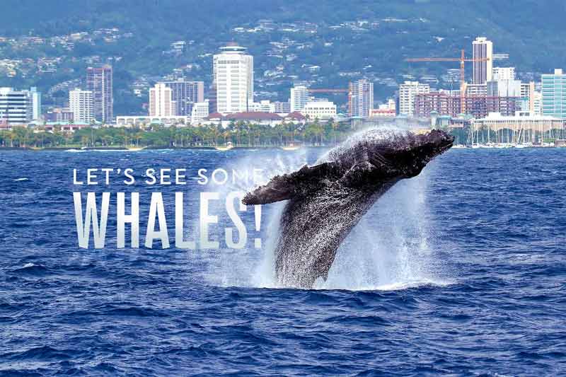 Oahu Whale Watching